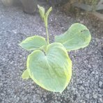 Funkia (Hosta) ‘Frances Williams’  – kont. C1,5L